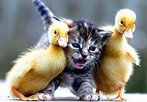 Screen shot 2015-03-11 at 12.23.41 PM