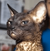 Screen shot 2015-04-17 at 1.11.06 PM