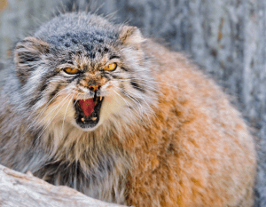 Screen shot 2015-04-17 at 1.13.00 PM