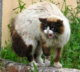 Screen shot 2015-04-28 at 3.56.19 PM