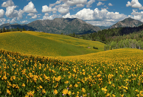 Screen shot 2015-07-28 at 8.13.58 AM