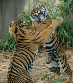 Screen Shot 2015-10-07 at 4.39.43 PM