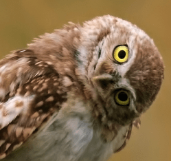 Screen shot 2015-10-21 at 6.35.57 PM