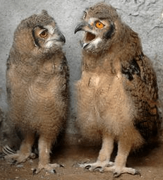 Screen shot 2015-10-21 at 6.45.03 PM