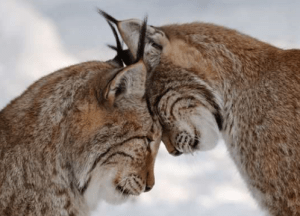 Screen shot 2015-10-27 at 8.32.59 AM