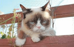 Screen shot 2015-11-02 at 5.15.48 PM