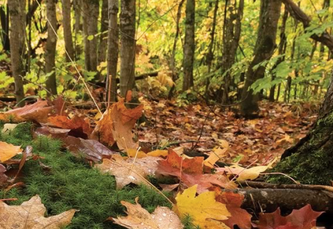 Screen Shot 2015-12-02 at 7.31.11 PM